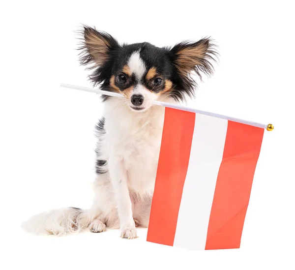 Chihuahua Flagą Australii Białym Tle — Zdjęcie stockowe