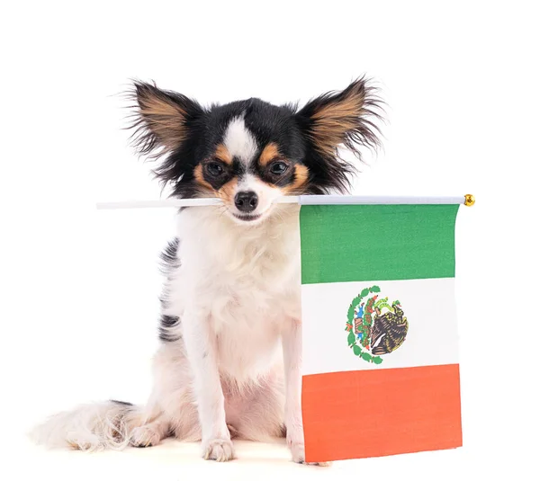 Chihuahua Com Uma Bandeira México Sobre Fundo Branco — Fotografia de Stock