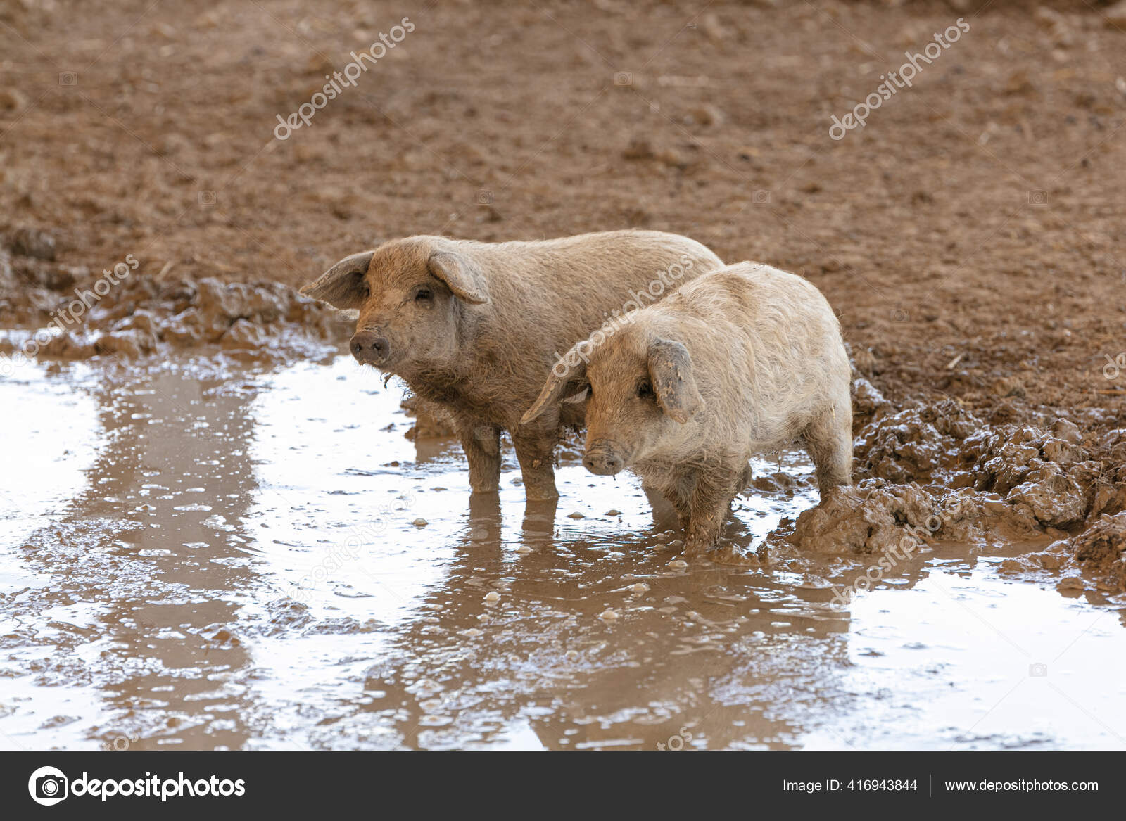 Porc Laineux Images Libres De Droit Photos De Porc Laineux Depositphotos Porc Laineux Images Libres De Droit Photos De Porc Laineux Depositphotos