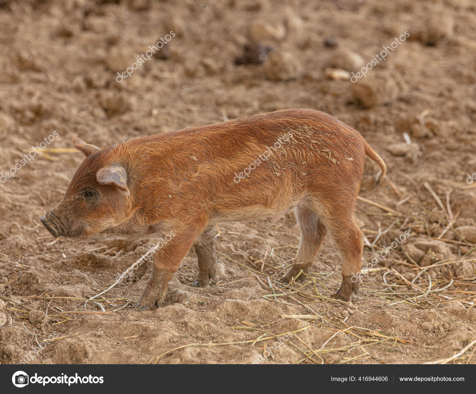 Porcs Laineux Images Libres De Droit Photos De Porcs Laineux Depositphotos