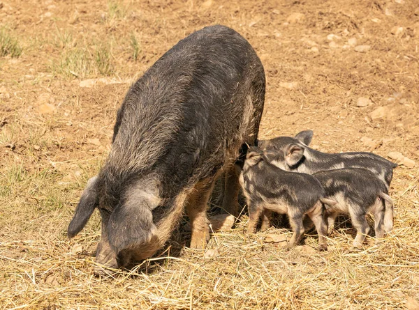 Sembrar Cerdo Lanudo Con Sus Bebés Sueltos — Foto de Stock