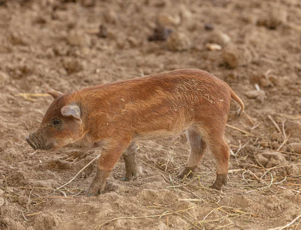 Wooly Malá Prasátka Farmě — Stock fotografie