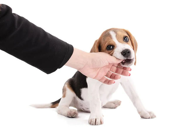 Puppy Beagle Hond Kauwen Een Hand Witte Achtergrond — Stockfoto