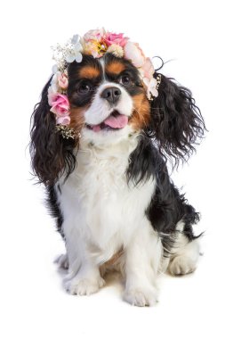 Beyaz arka planda pembe çiçekli Cavalier Kralı Charles Spaniel