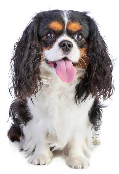 Şövalye Kral Charles Spaniel beyaz arka planda oturuyor.