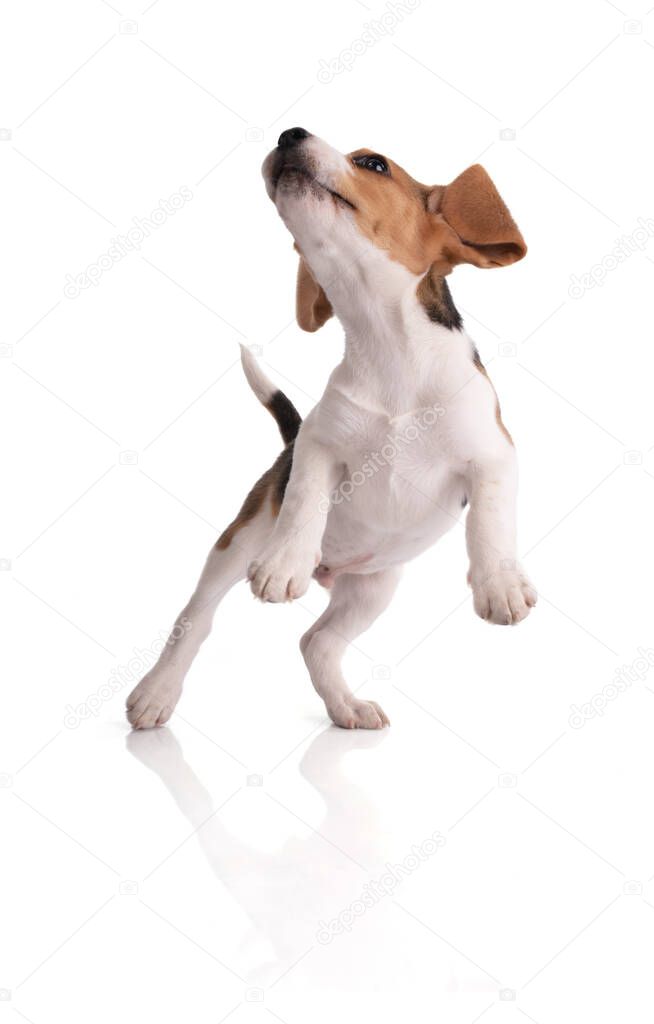 Puppy beagle having fun jumping on white background