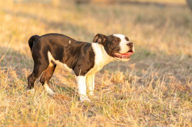 Köpek yavrusu Amerikan Siyah beyaz kabadayısı