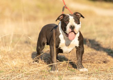 Genç Amerikalı siyah beyaz kabadayı.