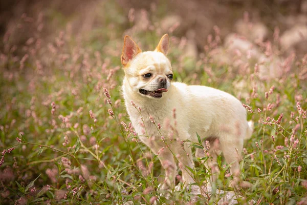 Chihuahua Βότανα Στη Φύση — Φωτογραφία Αρχείου