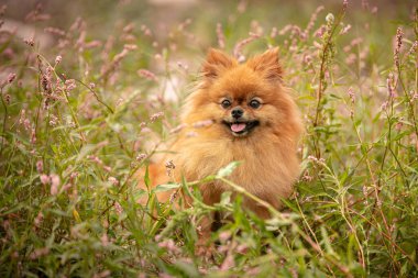 Doğadaki bitkilerin arasında Pomeranian köpeği