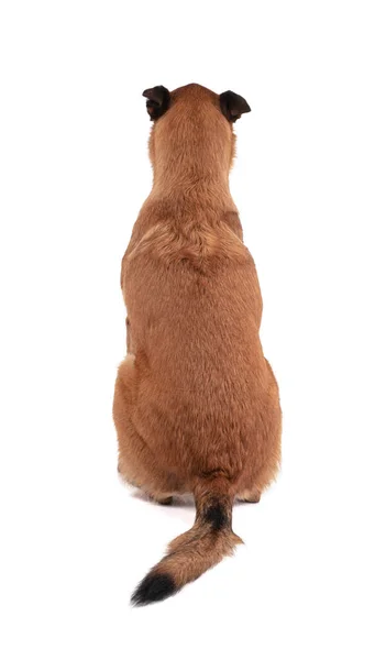 Arkasında beyaz bir arka planı olan Belçikalı çoban köpeği..