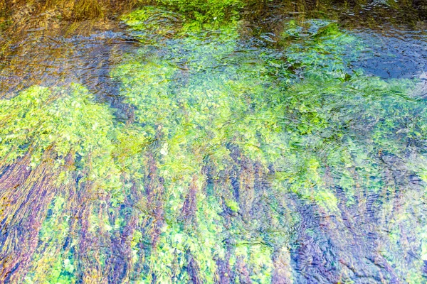 Algas Verdes Longas Movendo Superfície Córrego — Fotografia de Stock