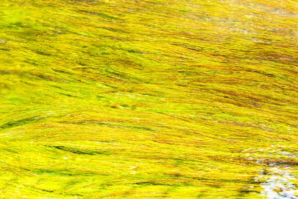 Lange Groene Algen Die Het Oppervlak Van Een Stroom Bewegen — Stockfoto