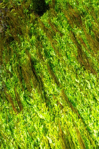 Bir derenin yüzeyinde hareket eden uzun yeşil algler.