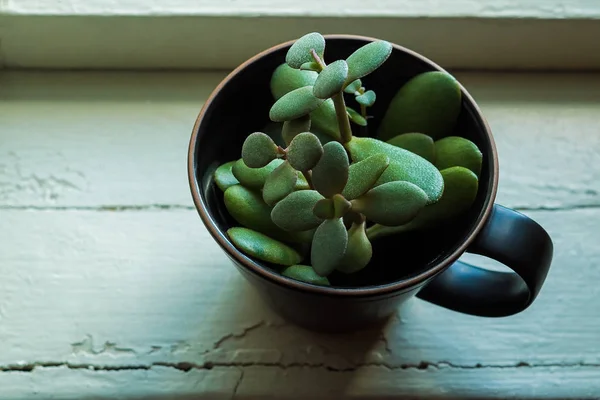 Alternativer Kreativer Hipster Blumentopf Auf Der Fensterbank — Stockfoto