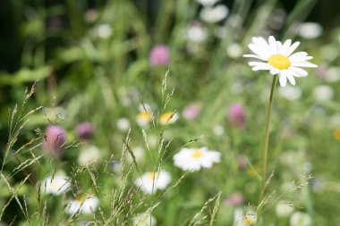 Bloom yaz mevsiminde çiçek çayır çiçekler ile pastoral, kırsal sahne