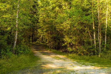 Kırsal kesimde güneşli bir yaz gününde gizemli ormanda kamp macerası..
