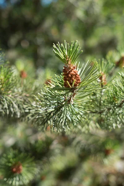 Détail Gros Plan Une Branche Épinette Verte Avec Petit Bourgeon — Photo