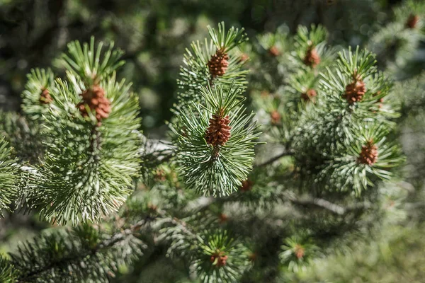 Vértes Egy Friss Illatú Fenyő Ágai Woods Tavasszal Napfényt Zöld — Stock Fotó