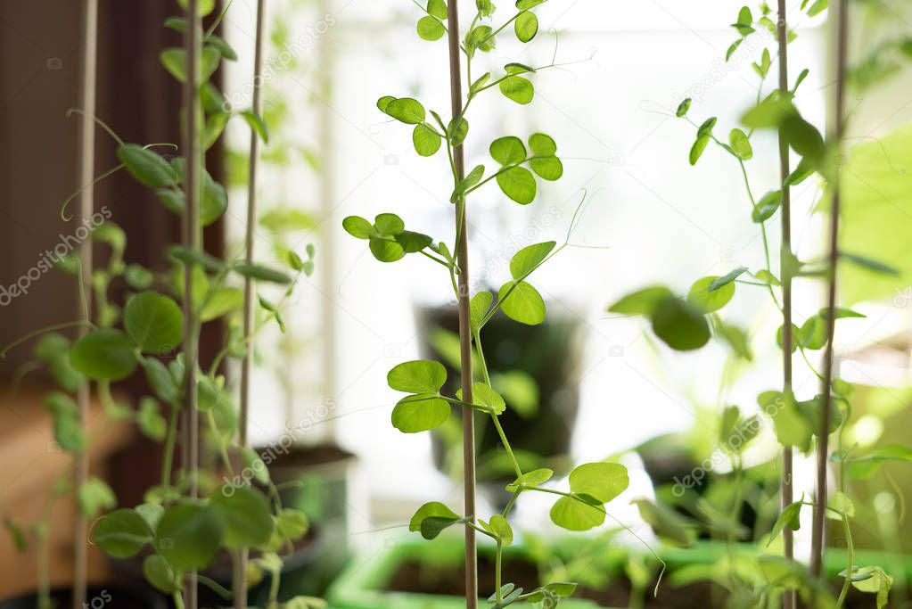 Rural lifestyle closeup of a homegrown potted snow peas vegetable plant with organic, delicate green leaves climbing upwards on a planting stick in window light springtime at the countryside - Self-sufficient hipster kitchen-garden growing natural he