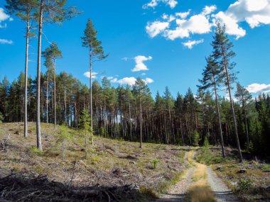 Doğa macera sağlıklı açık yaz ile bir eğlence yürüyüş egzersiz huzurlu köknar ormanda çok uzun boylu ağaç arasında taze, doğal havada dağ manzarası üzerinde yürüyen bir kırsal yolu.