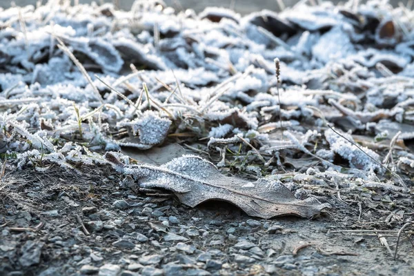 Frozen iced leaf and grass on the ground covered in hoar frost a cold early nordic winter morning at sunrise - Concept of freezing temperature with seasonal rime wintertime.