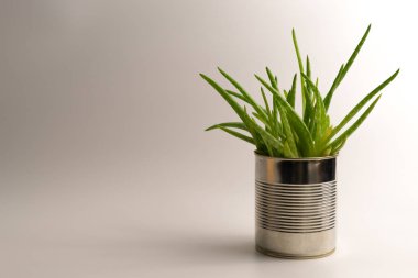 Temiz beyaz arka planda - kavramı doğal tıbbi ilaç ve organik cilt bakımı tedavisi basit ve alternatif hipster saksının içinde canlı, modern aloe vera bitki.