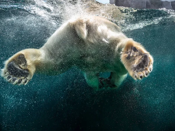 Primo piano d'azione dell'orso polare con grandi zampe che nuotano sott'acqua con bolle sotto la superficie dell'acqua in un acquario di zoo faunistico - Concetto di cambiamento climatico pericoloso, animali selvatici in pericolo, ambiente Immagine Stock