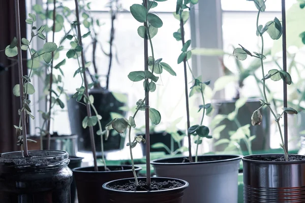 Zbliżenie rodzimych, organicznych zielonych groszków śnieżnych posadzonych w hipsterskim ogrodzie w środku, wspinających się na kij do sadzenia w miękkim świetle okna Zdjęcia Stockowe bez tantiem