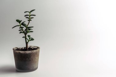 Yeşil yeşim santral, yeşim bitkisi ovata houseplant, Feng Shui para ağacı etli tasarlamak temiz beyaz zemin üzerine izole organik toprak ile bir modern Cam saksı saksı