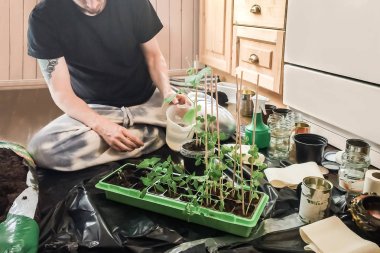Genç hipster adam ekim ve konteyner yeşil doğal kar bezelye bitkileri sulama ve kendi kendine yeterli yaz sebze bahçesi büyümeye hazırlık mutfakta organik toprak ile geri dönüşümlü potts