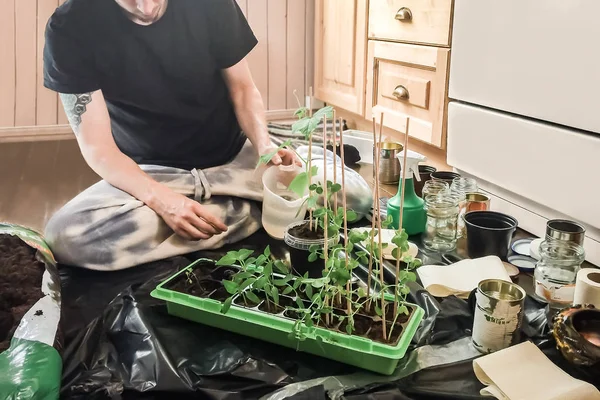 Unga hipster man plantering och vattning gröna naturliga snö ärtor växter i container och återvunnet Potts med ekologisk mark i köket i förberedelse för växande självförsörjande sommar köksträdgård Royaltyfria Stockbilder