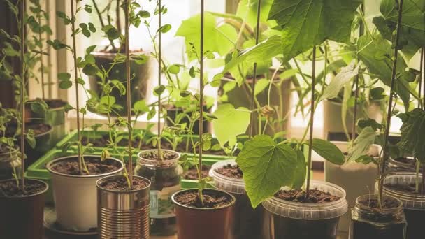 窓前のキッチンカウンターの上に、キュウリ、スノーエンドウ、コショウのオーガニック、自家製の若い野菜植物が、異なる再利用されたポットで栽培されているキッチンガーデン — ストック動画