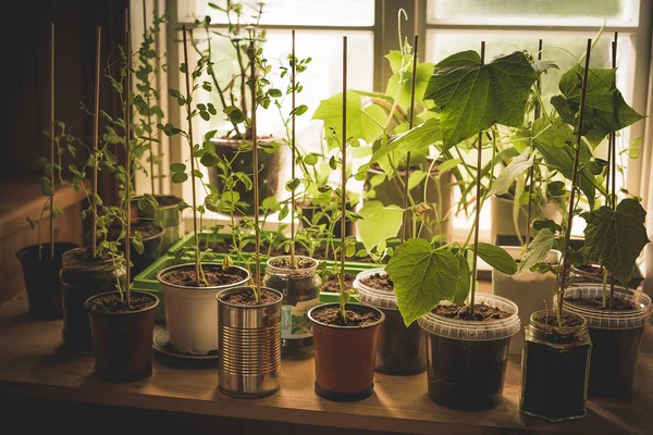 Un orto con piante di cetriolo, piselli e pepe coltivate in diversi vasi riutilizzati sul piano di lavoro della cucina davanti alla finestra Foto Stock