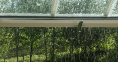 Yaz yağmur ve yeşil doğa manzarası dışında bir pencere bakıyor