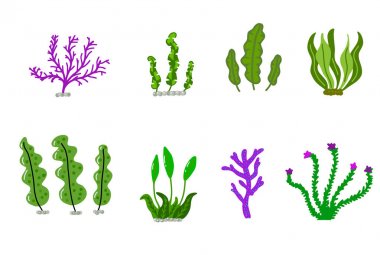 Akvaryum Okyanusu mercanları