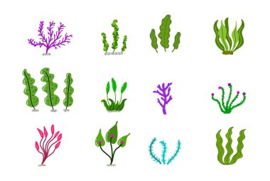 Akvaryum Okyanusu mercanları