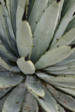 Yeşil kaktüs arka plan olarak uygun