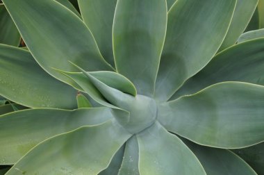 Yeşil kaktüs arka plan olarak uygun