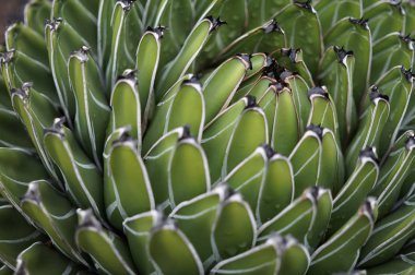 Yeşil kaktüs arka plan olarak uygun