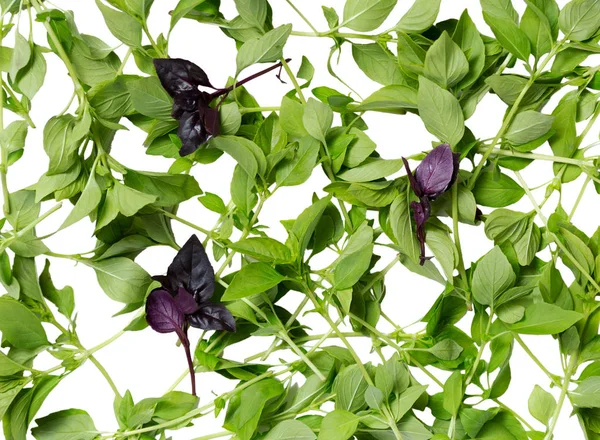 Fresh basil leaves. Top view scattered fresh sweet basil leaves, isolated on white background