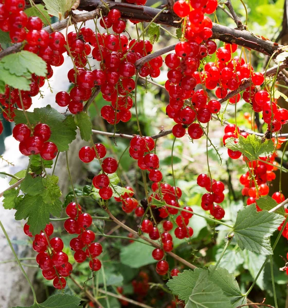 Currant plant. Red currants on a branch in the garden. Ripe berries of red currants growing. Background of red currant.