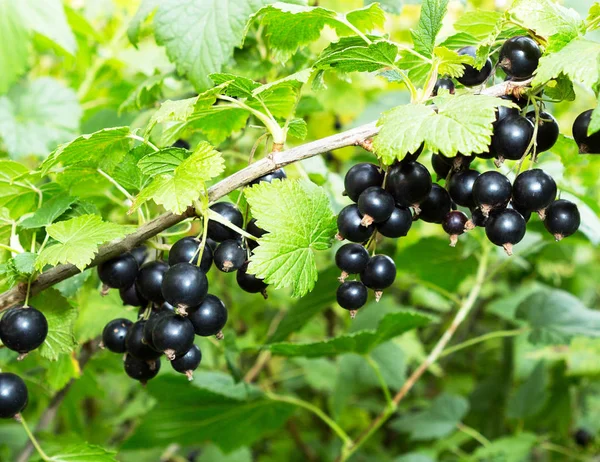 Currant plant. Black currants on a branch in the garden. Ripe berries of black currants growing.