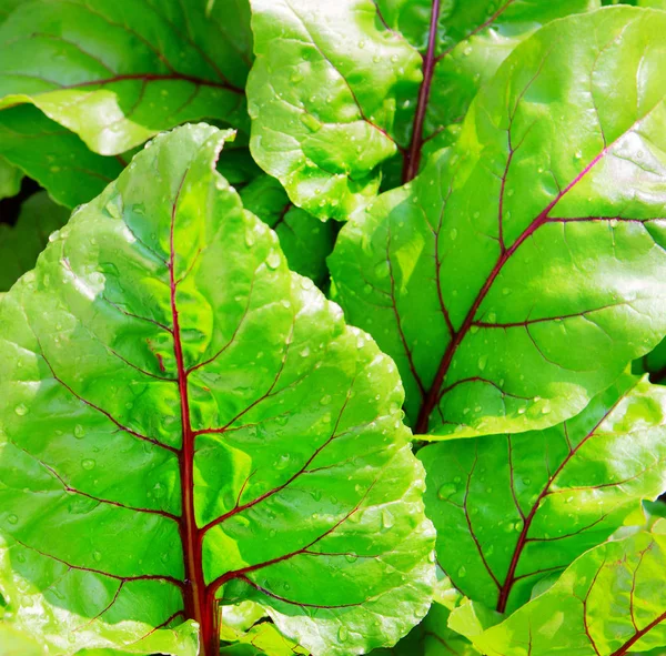 Beets growing in the garden. Beet plant. Beetroot leaf, leaves.