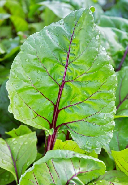 Beets growing in the garden. Beet plant. Beetroot leaf, leaves.