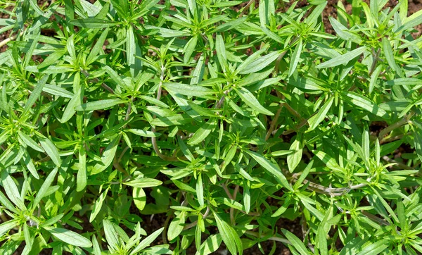 Fresh green savory plant. Summer savory background - bush garden