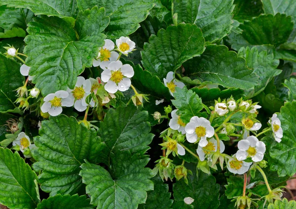 Strawberry plant. Blossoming  of  strawberry.  Wild stawberry bushes.  Strawberries in growth at garden.