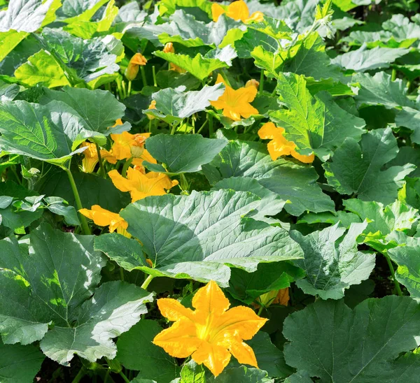 Pumpkin, Squash plant.  Squash, courgette, pumpkin, vegetable marrow yellow flower with green leaves blossoming in the garden. Vegetable as a food background texture.