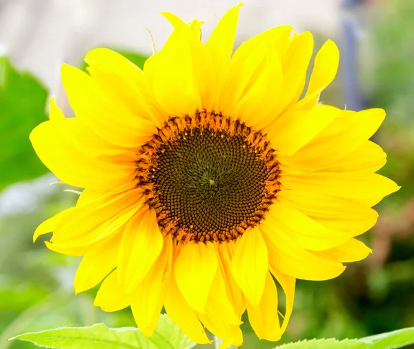 Sunflower circle yellow flower