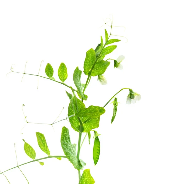 Peas plant. Pods of young green peas. Sweet Pea (pisum sativum). Branch of green pea on white background. Flowers of peas.